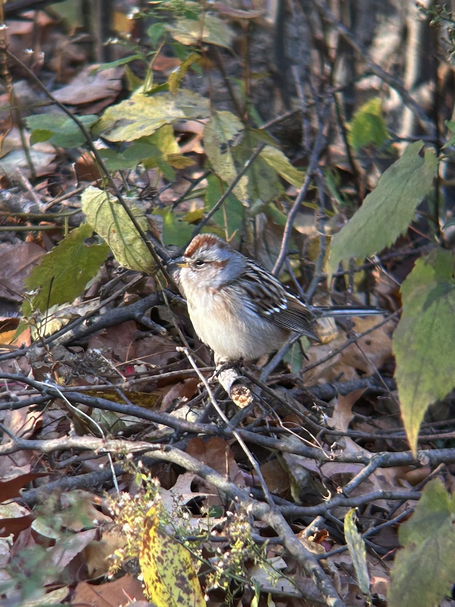 American Tree Sparrow - ML645852625