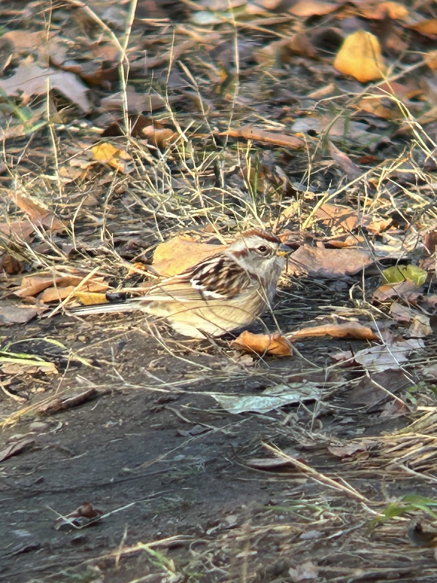 American Tree Sparrow - ML645852626