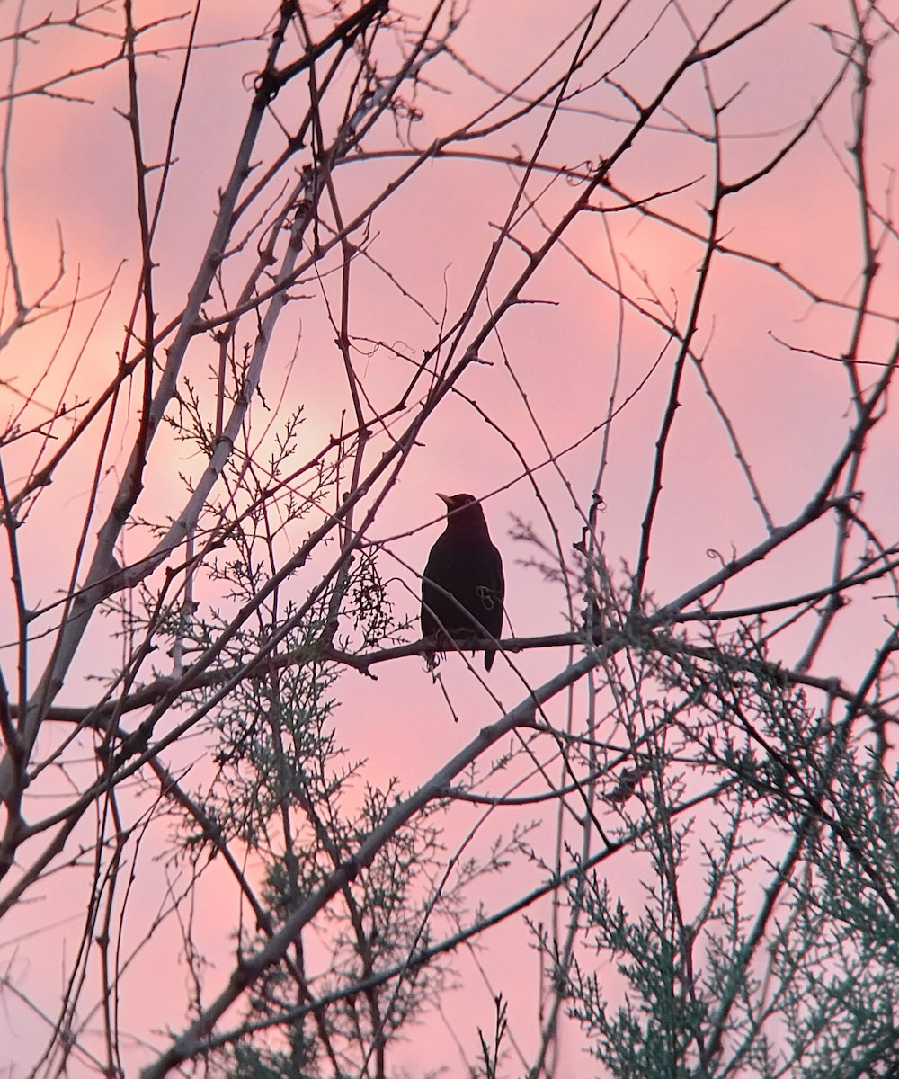 Хар хөөндэй - ML645852630