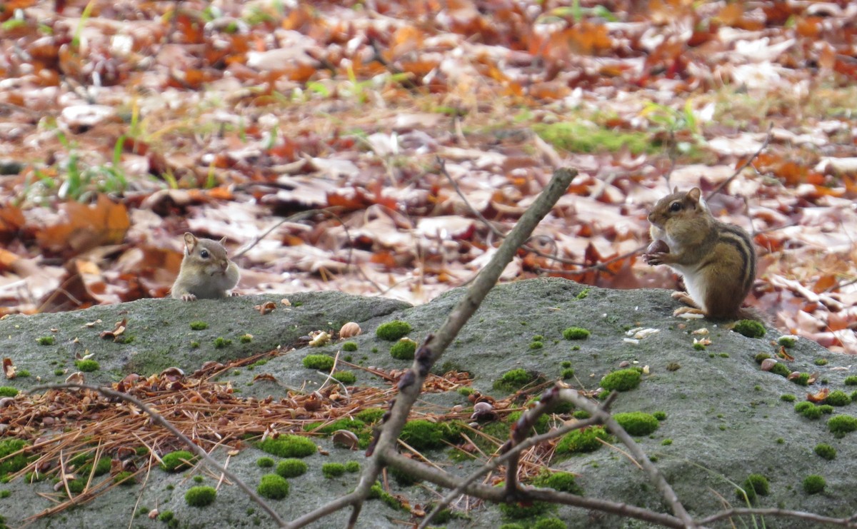 トウブシマリス - ML645852631