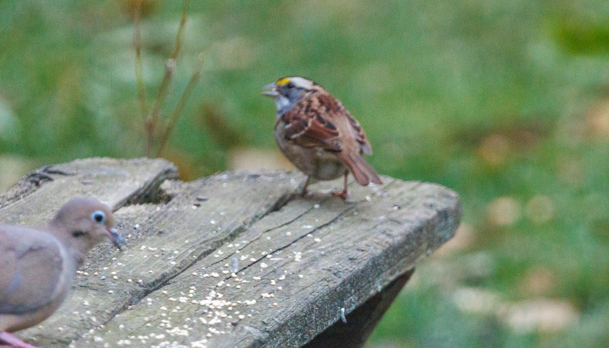 White-throated Sparrow - ML645852632
