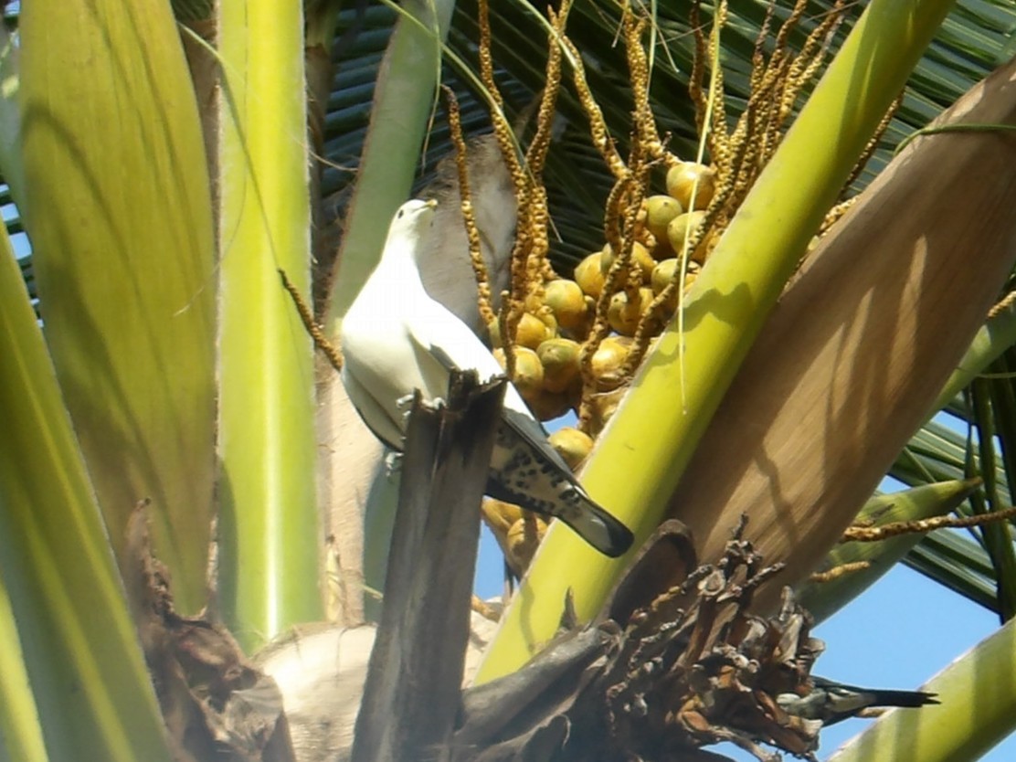 Torresian Imperial-Pigeon - ML645852634