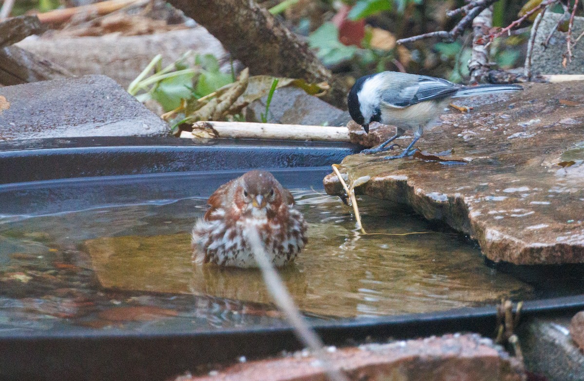 Fox Sparrow - ML645852652