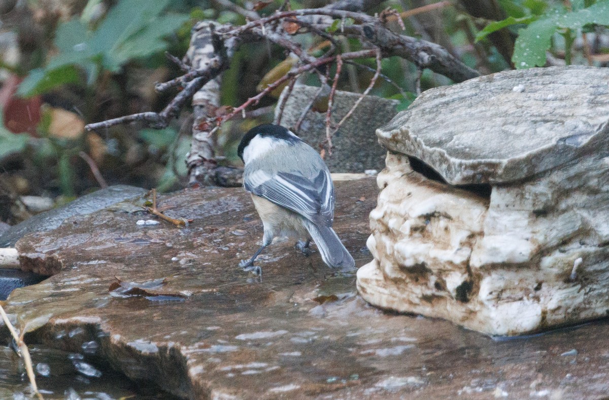 Black-capped Chickadee - ML645852655