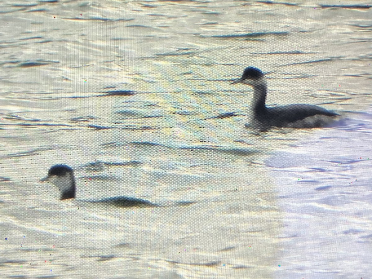 Grèbe à cou noir - ML645852675