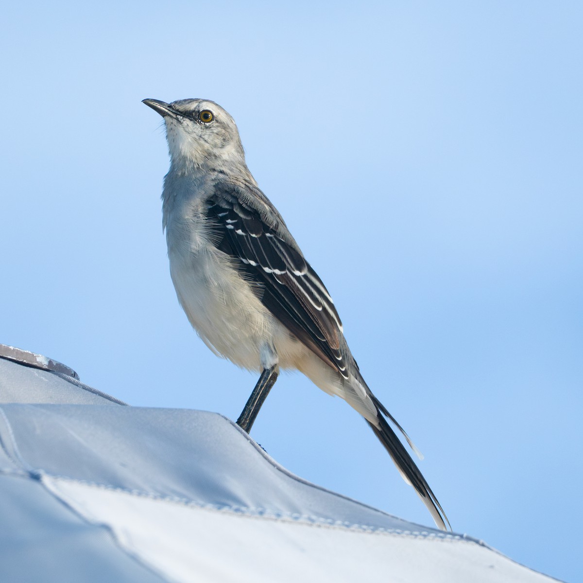 Tropikal Taklitçi - ML645852678