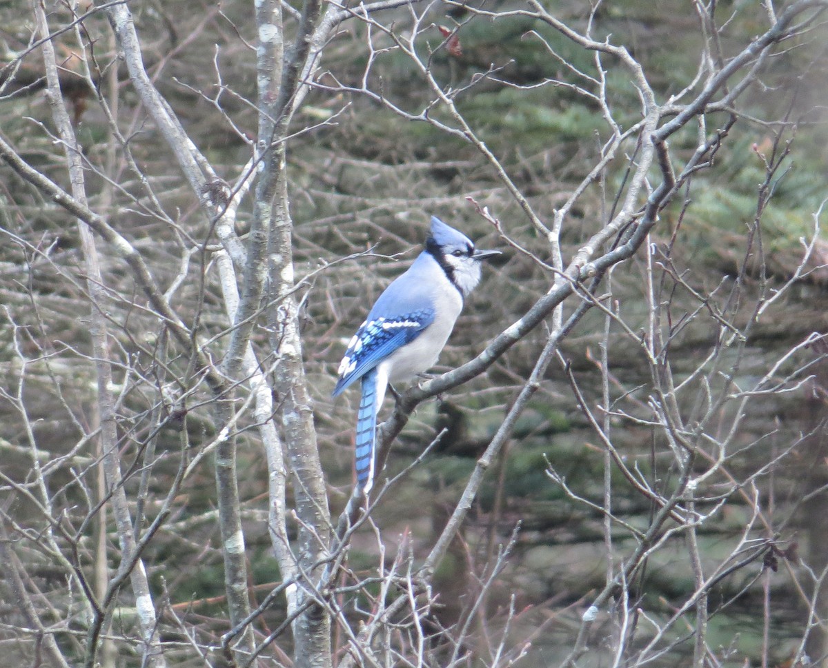 アオカケス - ML645852683