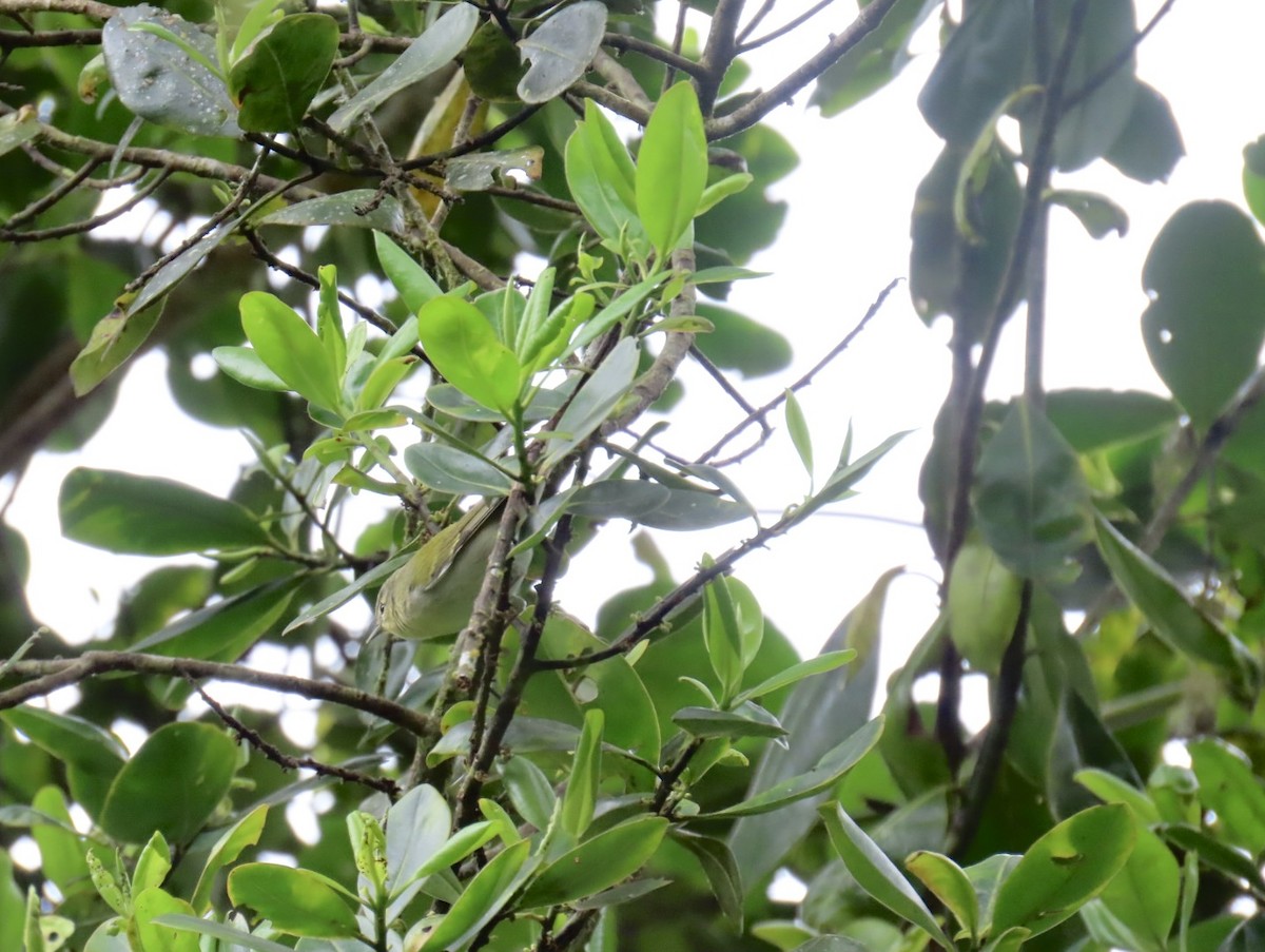 Tennessee Warbler - ML645852698