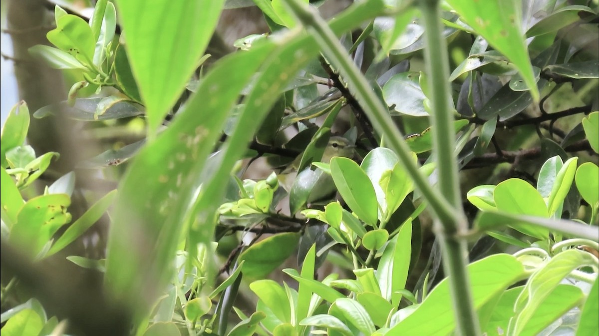 Tennessee Warbler - ML645852700