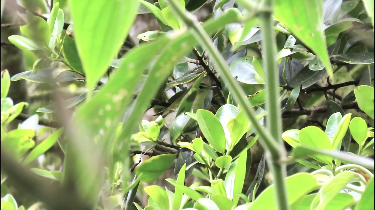 Tennessee Warbler - ML645852706