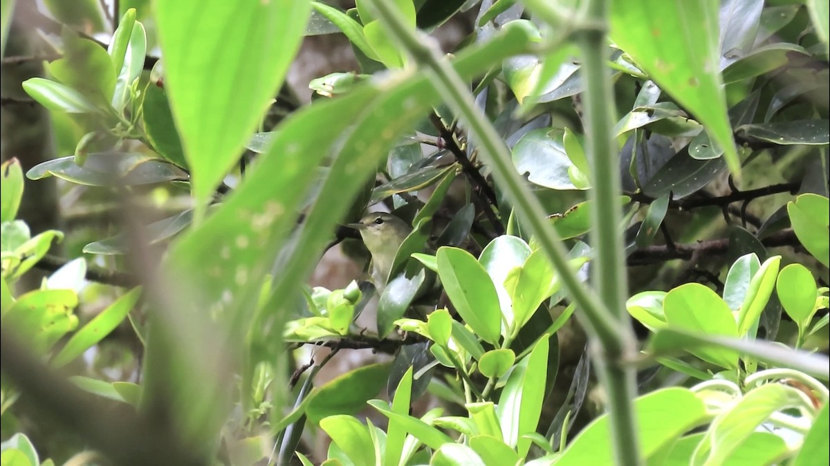 Tennessee Warbler - ML645852708