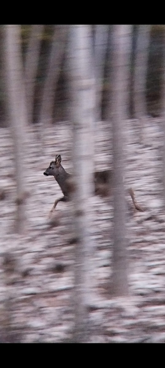 Animals - ML645852709