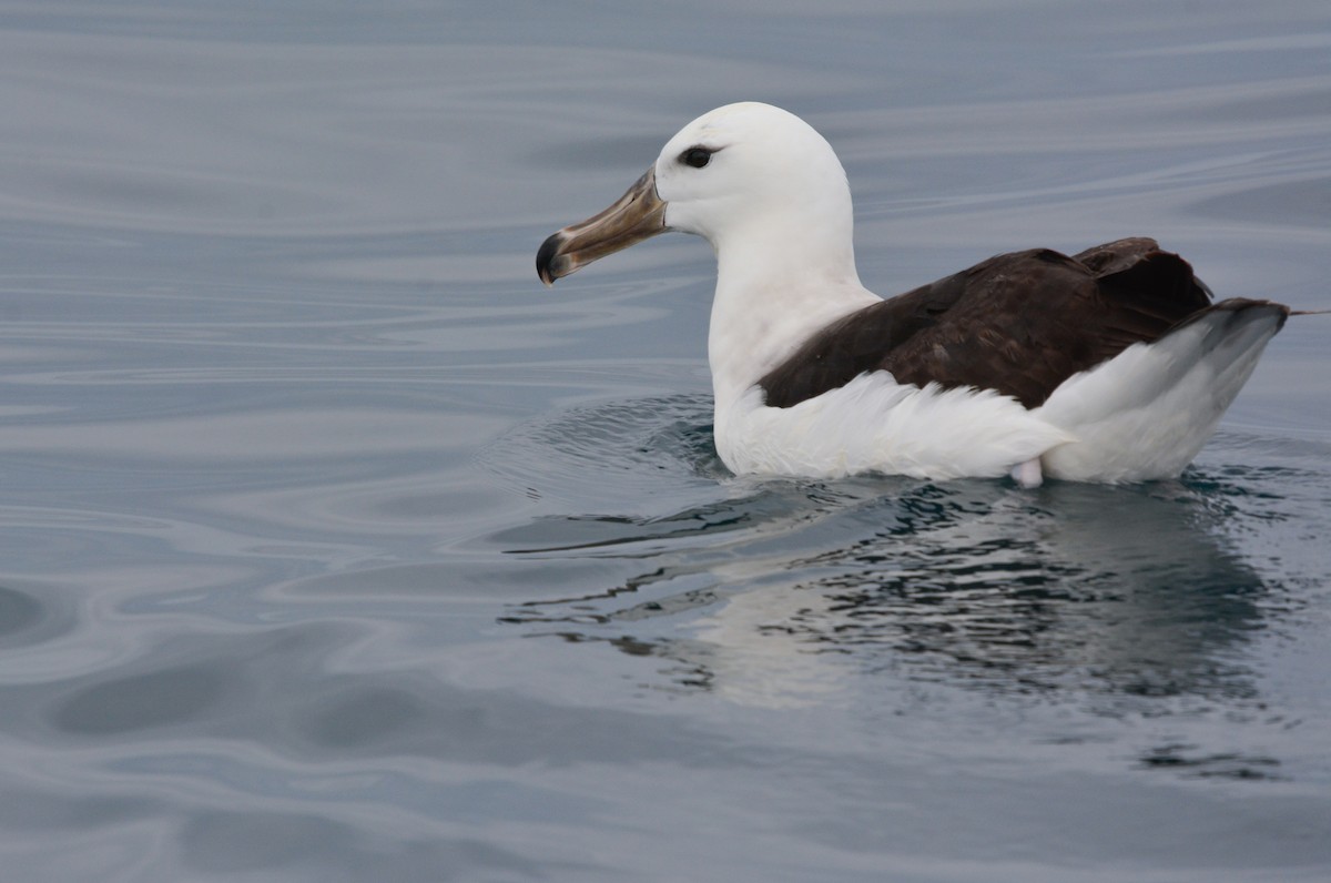 Black-browed Albatross - ML645852717