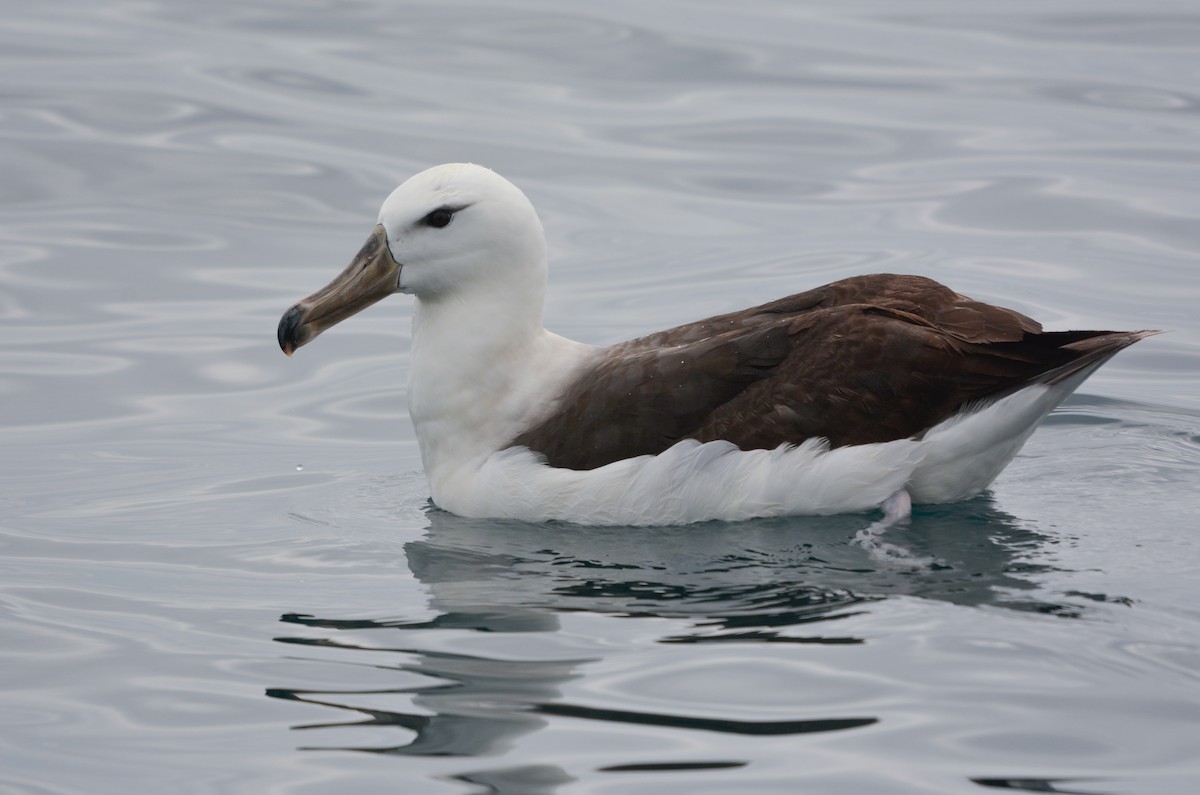 Black-browed Albatross - ML645852718