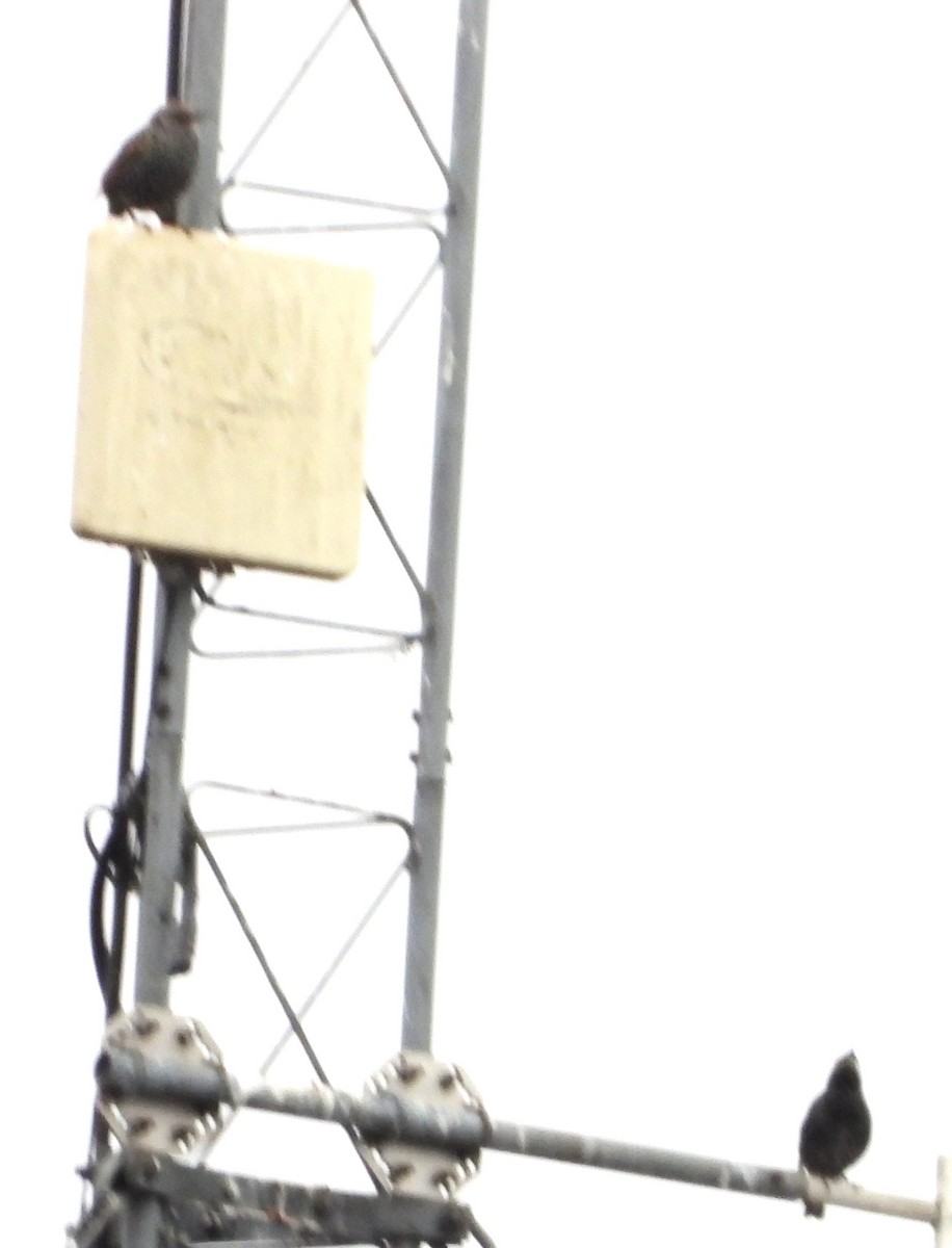 European Starling - ML645852727