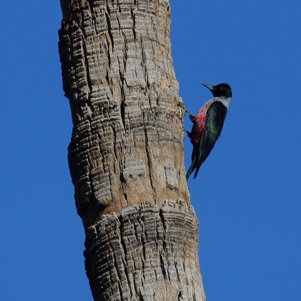 Blutgesichtspecht - ML645852728