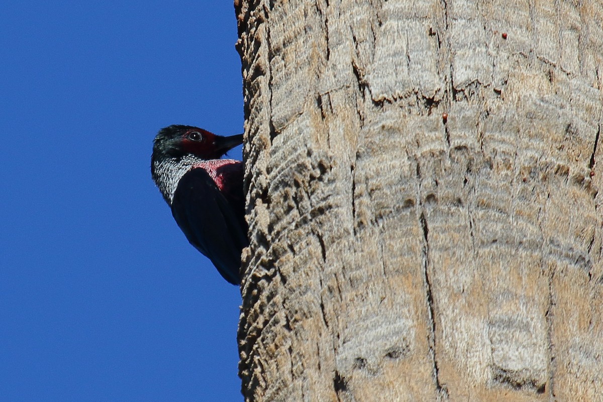 Blutgesichtspecht - ML645852729