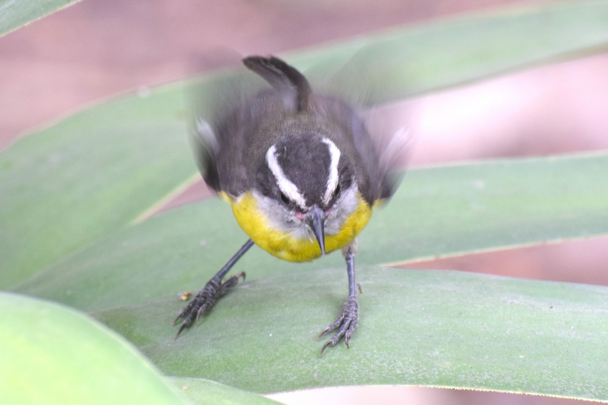 Zuckervogel [luteola-Gruppe] - ML645852734