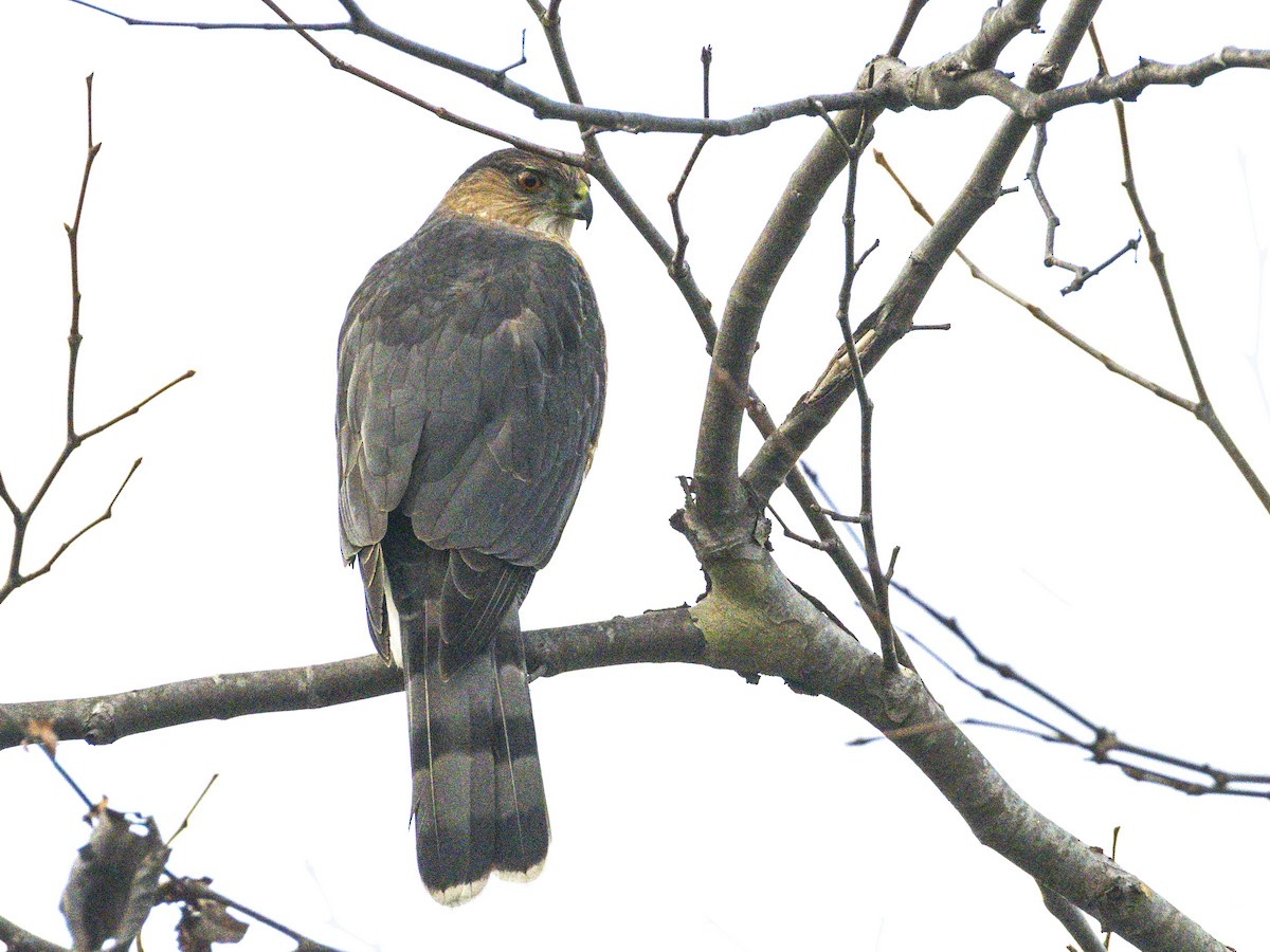 Cooper's Hawk - ML645852736