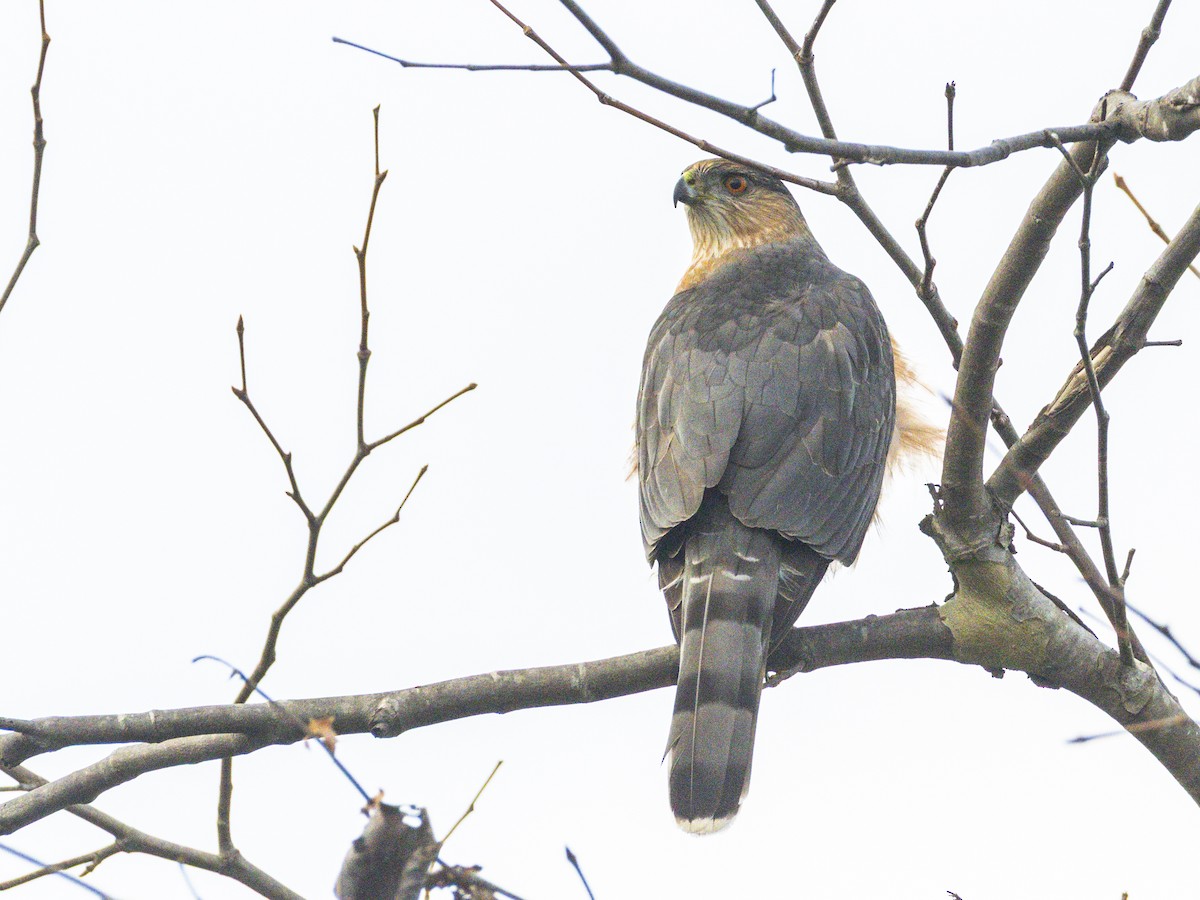 Cooper's Hawk - ML645852737