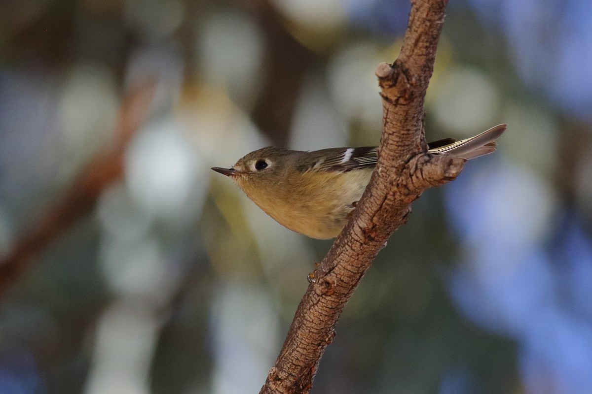 Ruby-crowned Kinglet - ML645852739