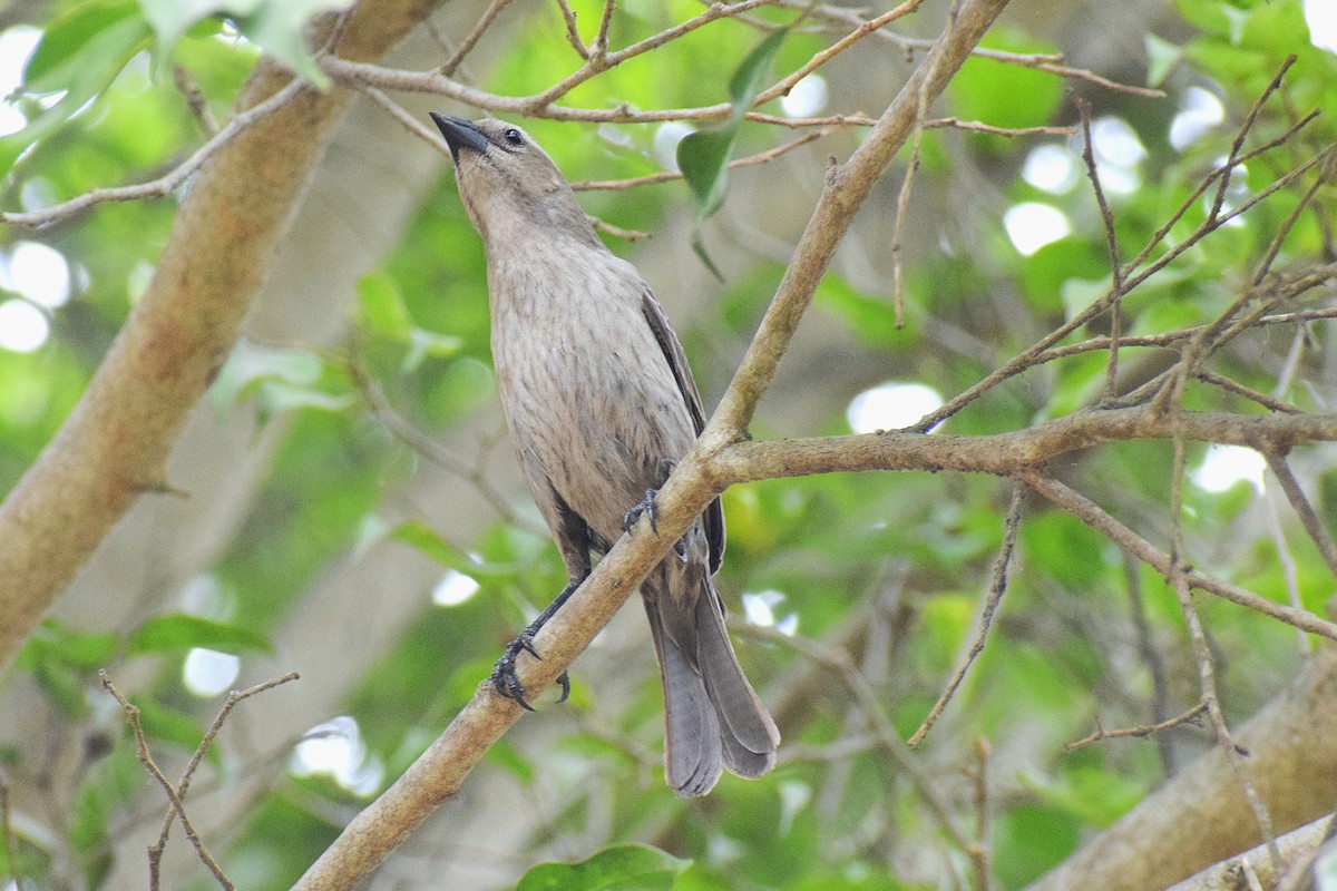 Shiny Cowbird - ML645852742