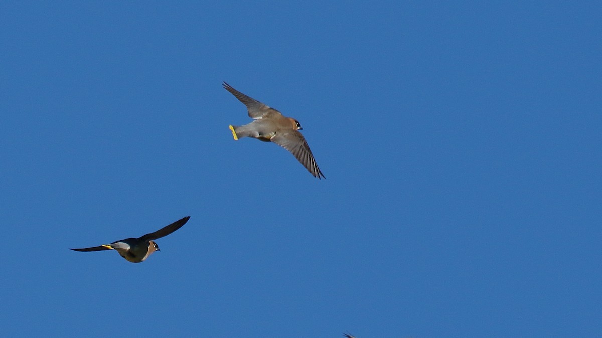 Cedar Waxwing - ML645852744