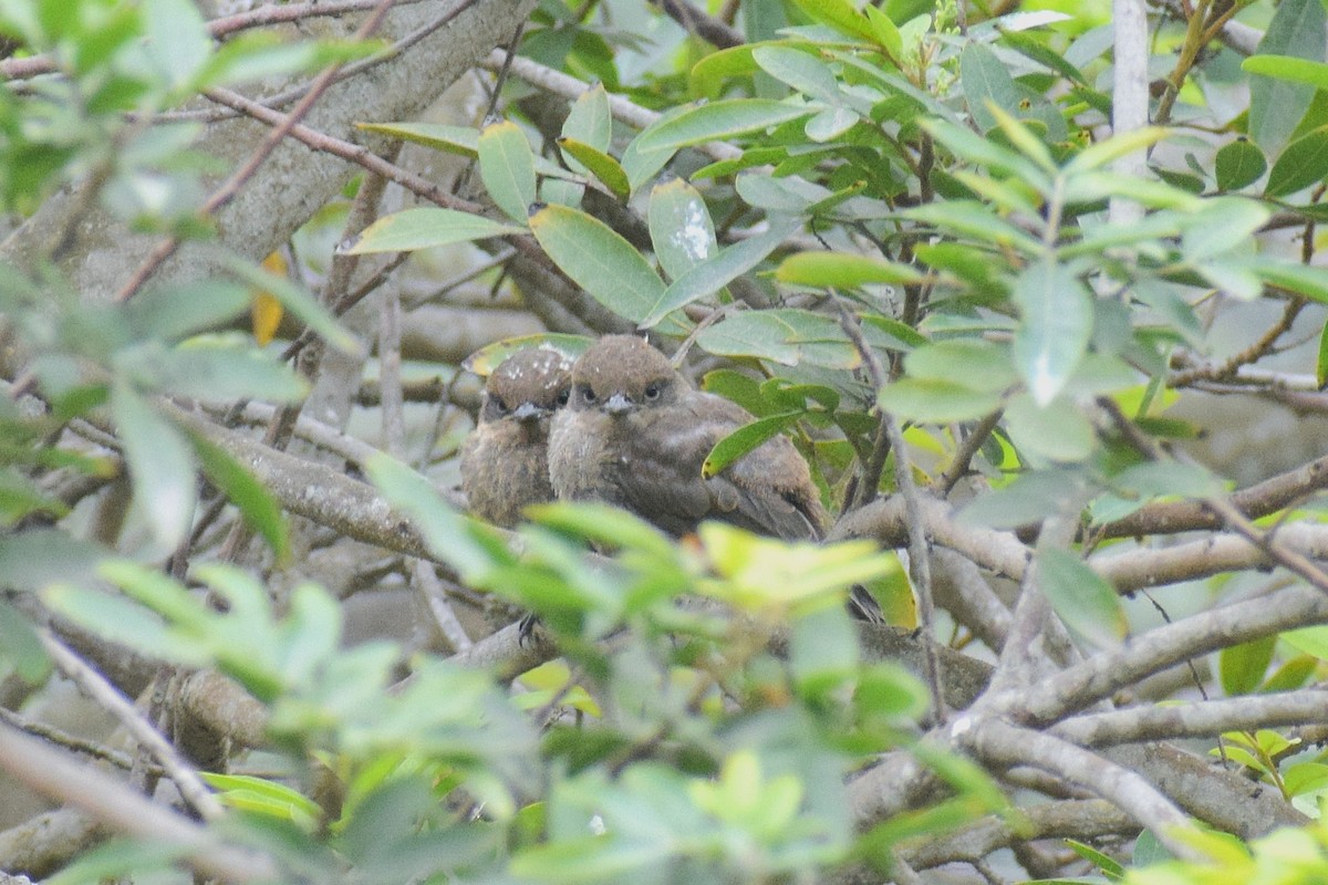 Vermilion Flycatcher (obscurus Group) - ML645852748