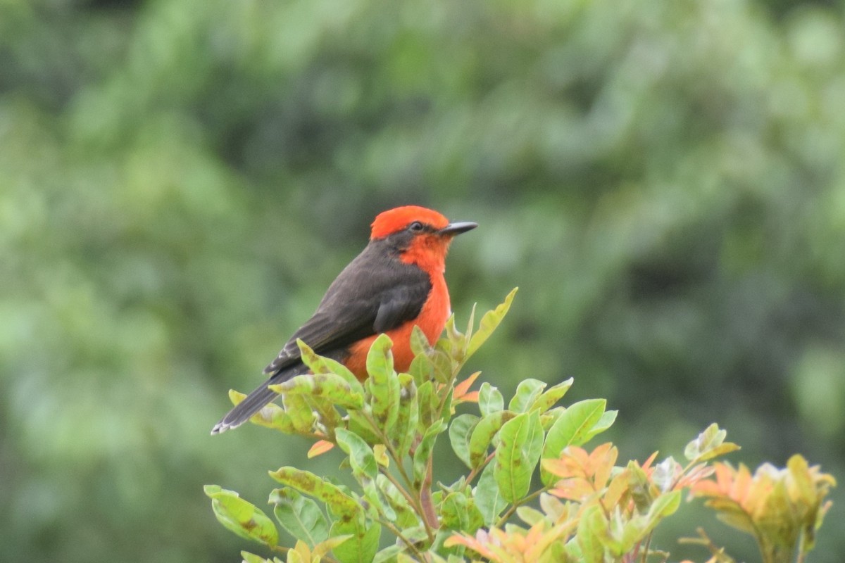 Vermilion Flycatcher (obscurus Group) - ML645852749