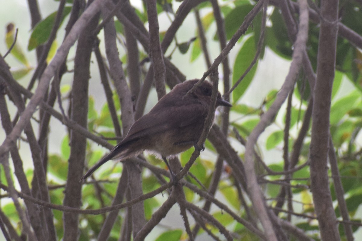 Vermilion Flycatcher (obscurus Group) - ML645852750
