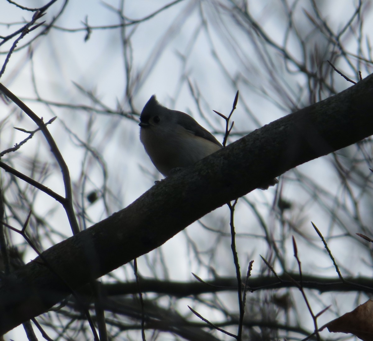 エボシガラ - ML645852753