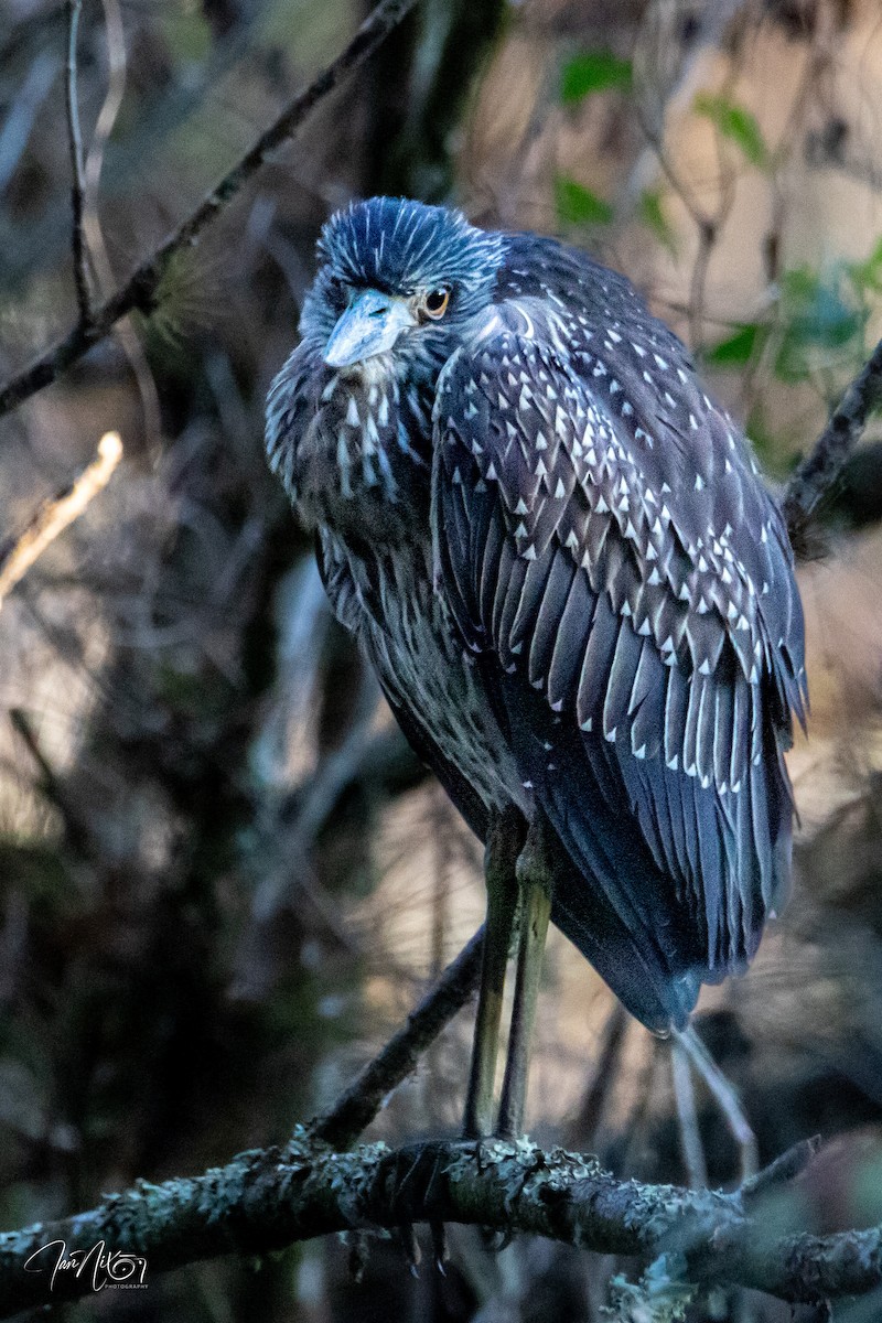 kvakoš žlutočelý - ML645852767