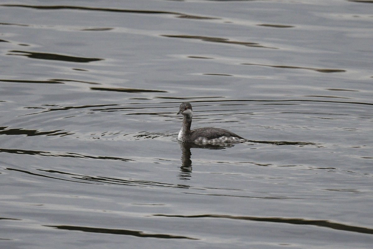 Horned Grebe - ML645852777