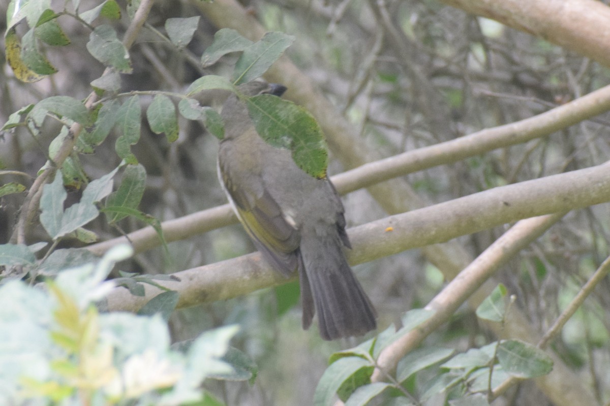 Streaked Saltator - ML645852778