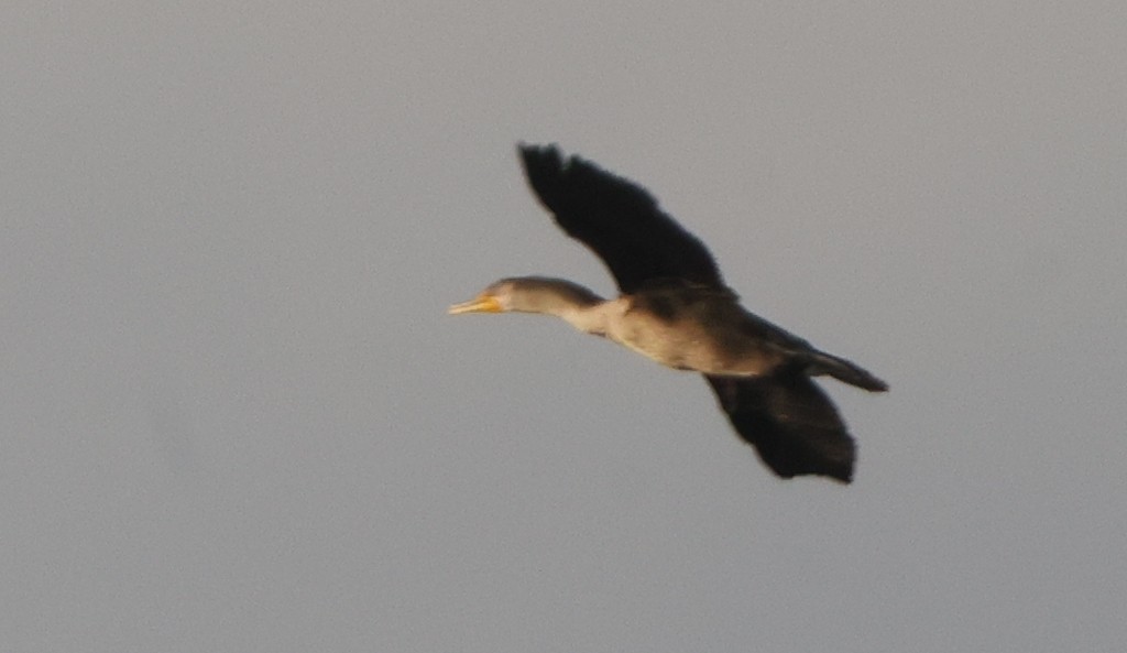 kormorán velký - ML645852780