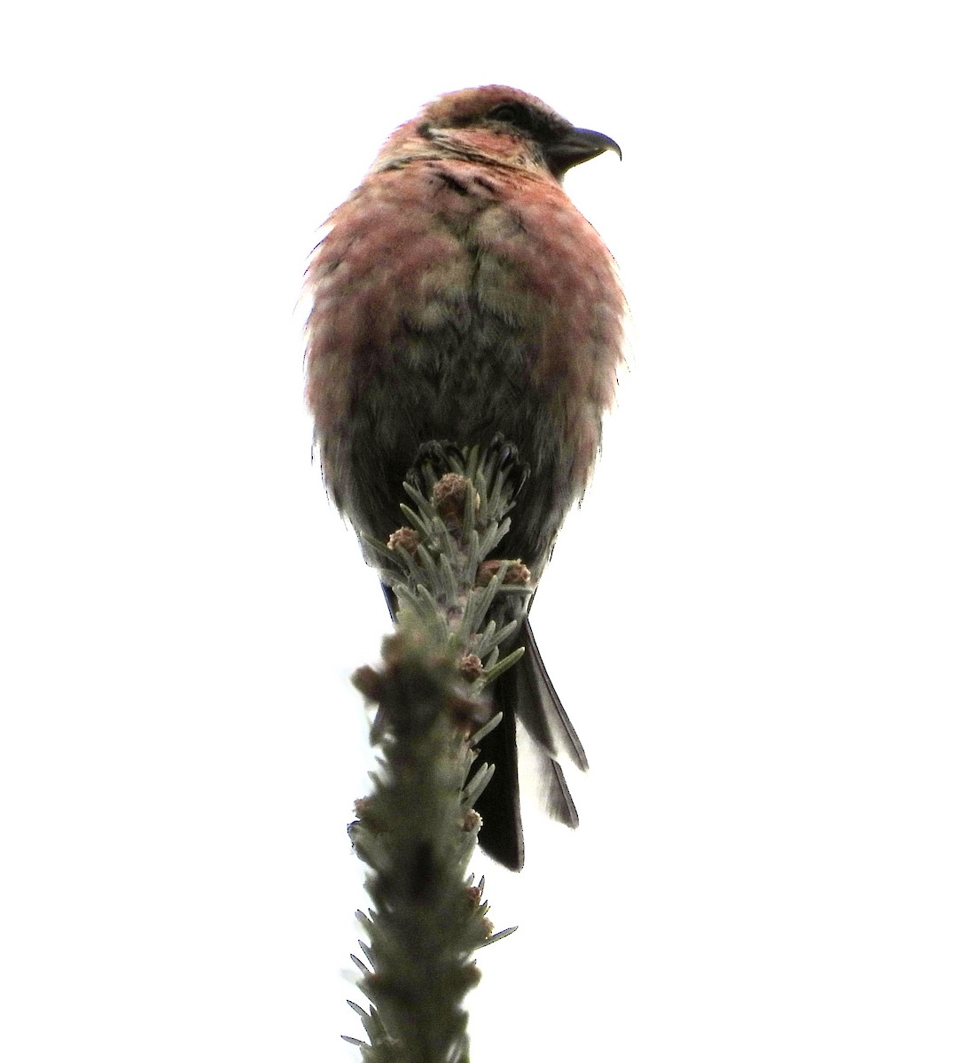 White-winged Crossbill - ML645852781