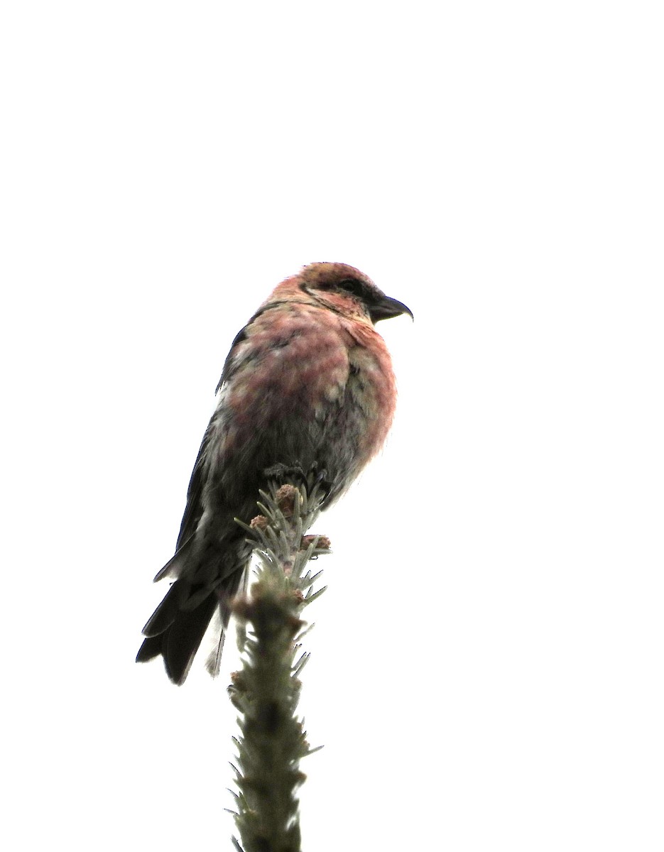 White-winged Crossbill - ML645852782