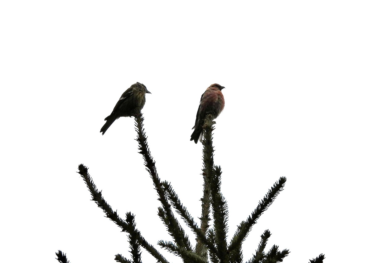 White-winged Crossbill - ML645852783