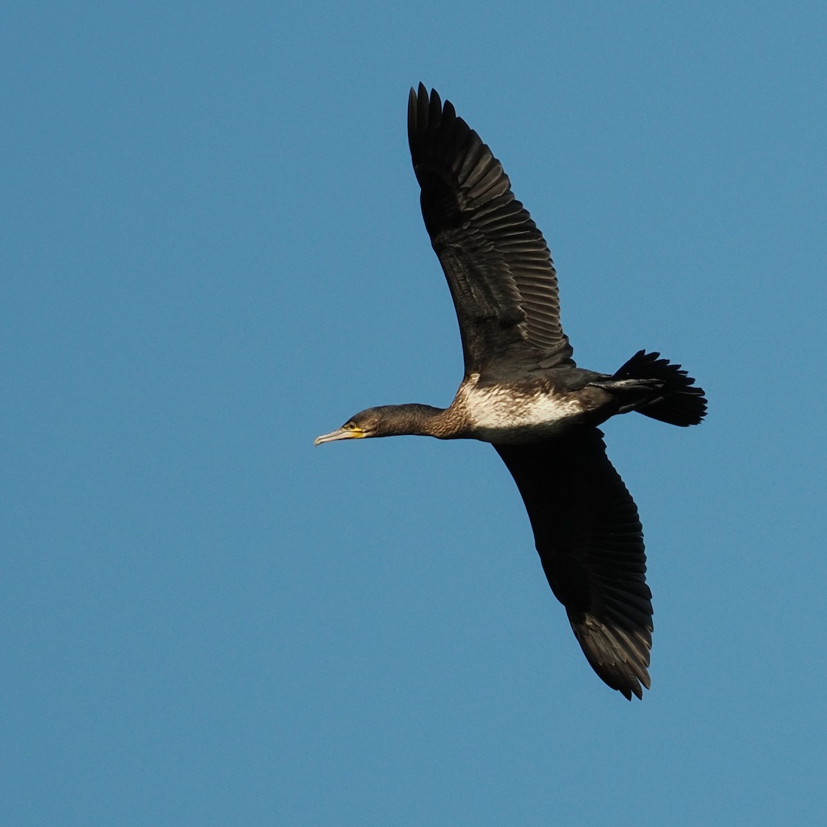 kormorán velký - ML645852784