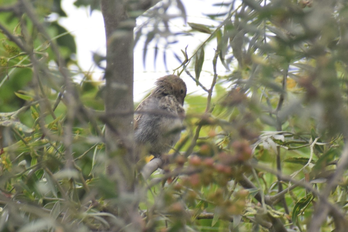 Blue-black Grassquit - ML645852785