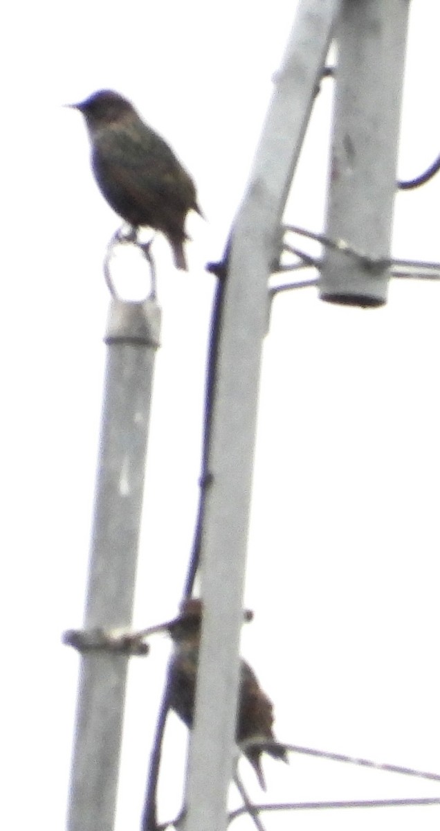 European Starling - ML645852787