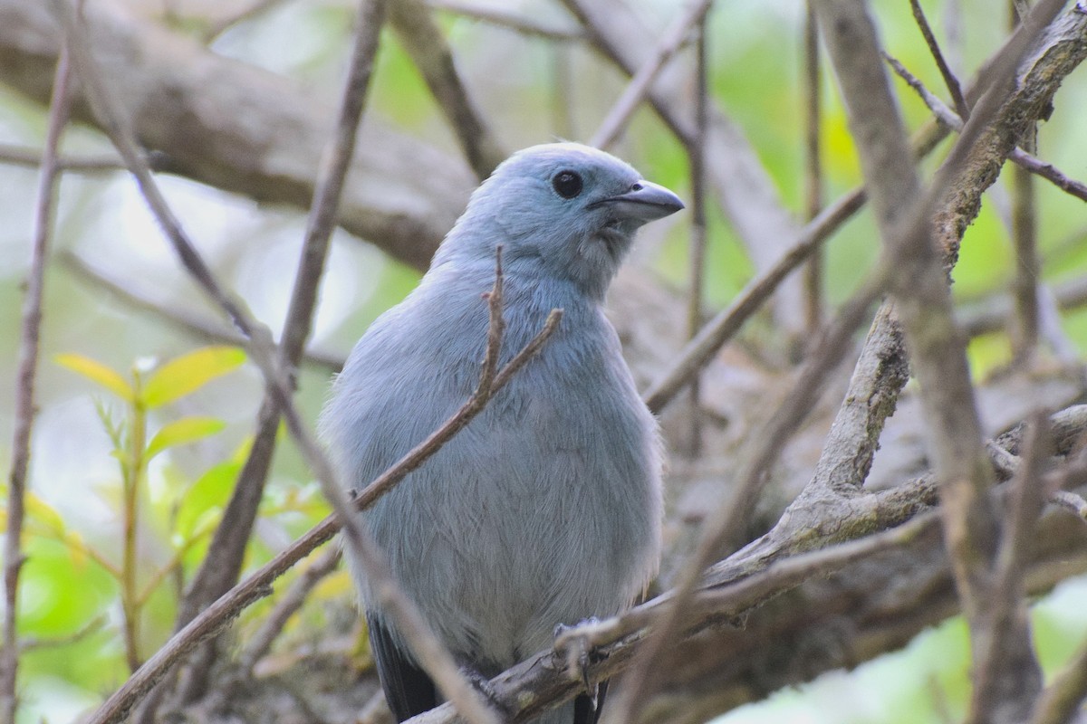 Blue-gray Tanager - ML645852789