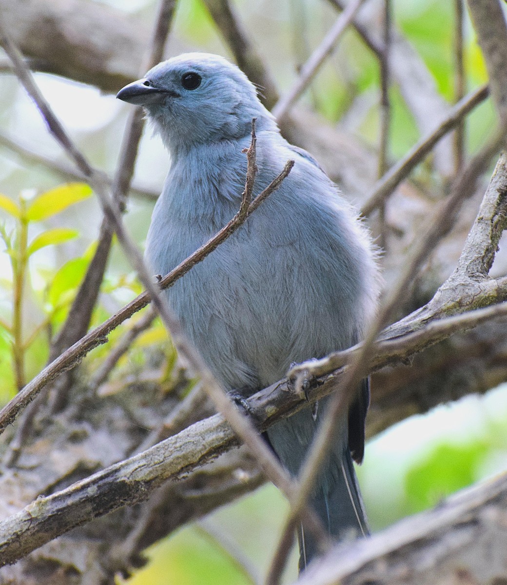Blue-gray Tanager - ML645852790