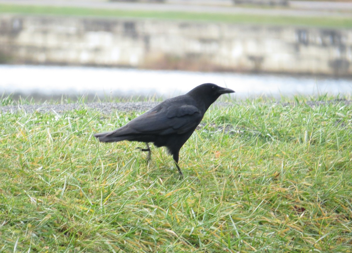 アメリカガラス - ML645852797