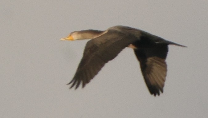 kormorán velký - ML645852799