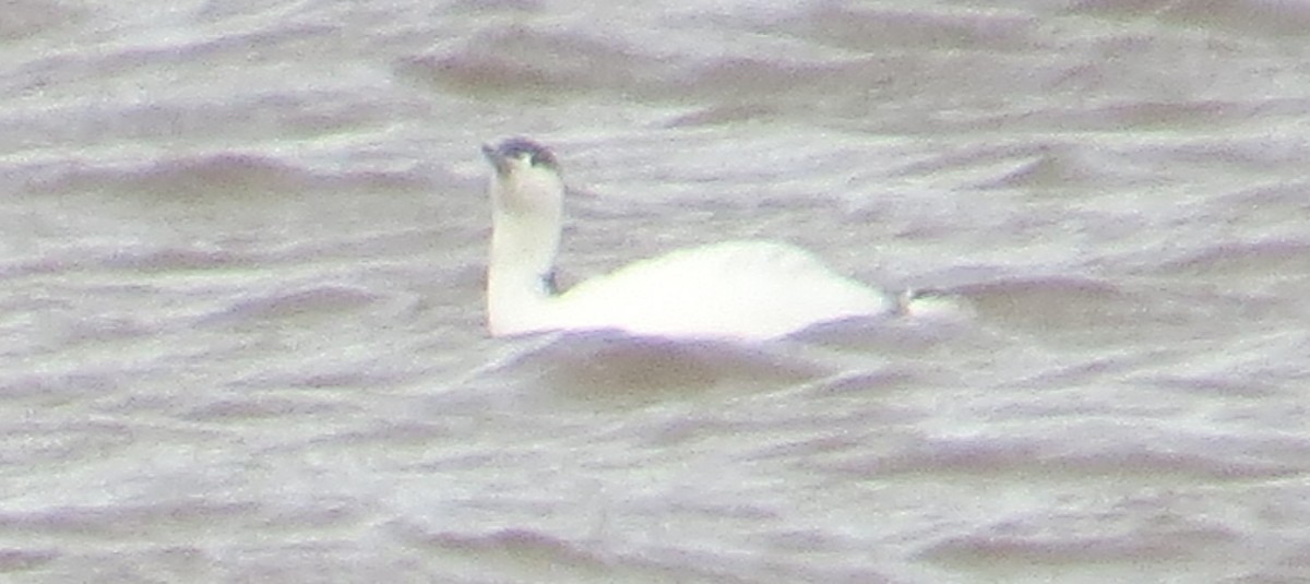 Red-throated Loon - ML645852807