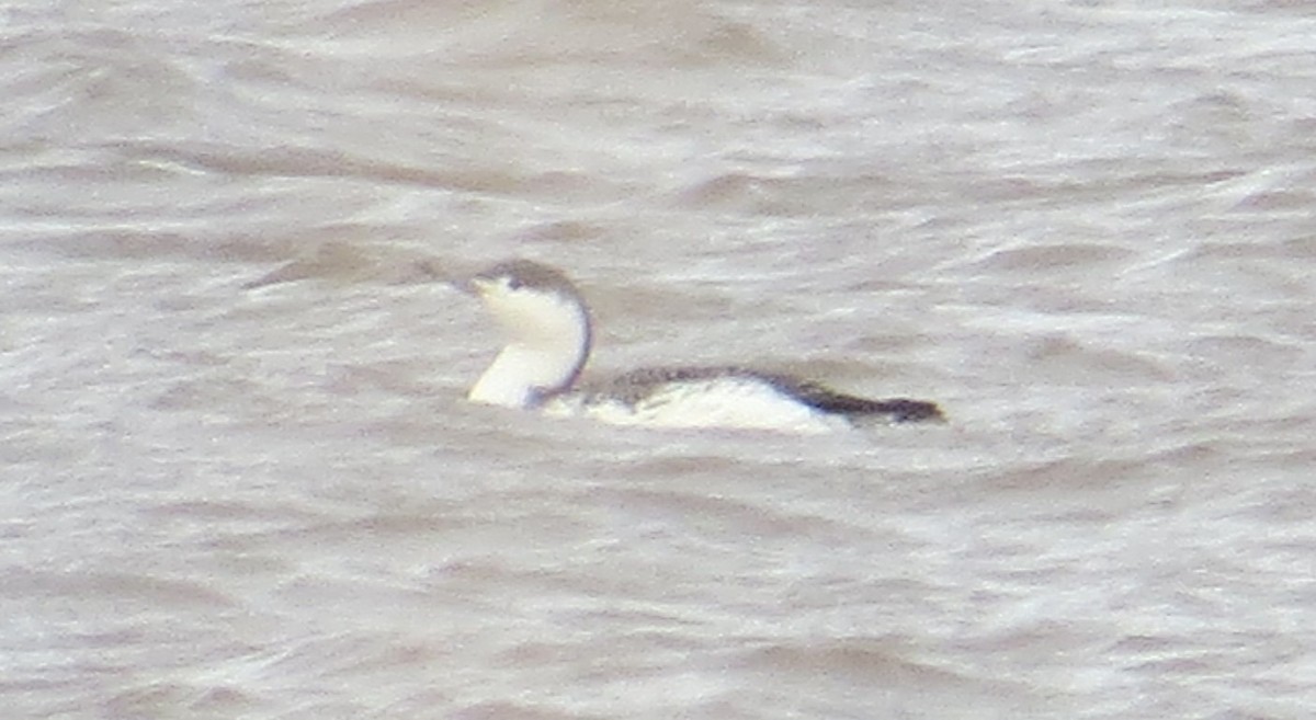Red-throated Loon - ML645852808
