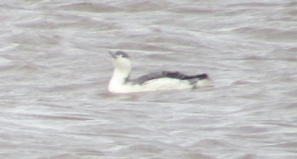 Red-throated Loon - ML645852809