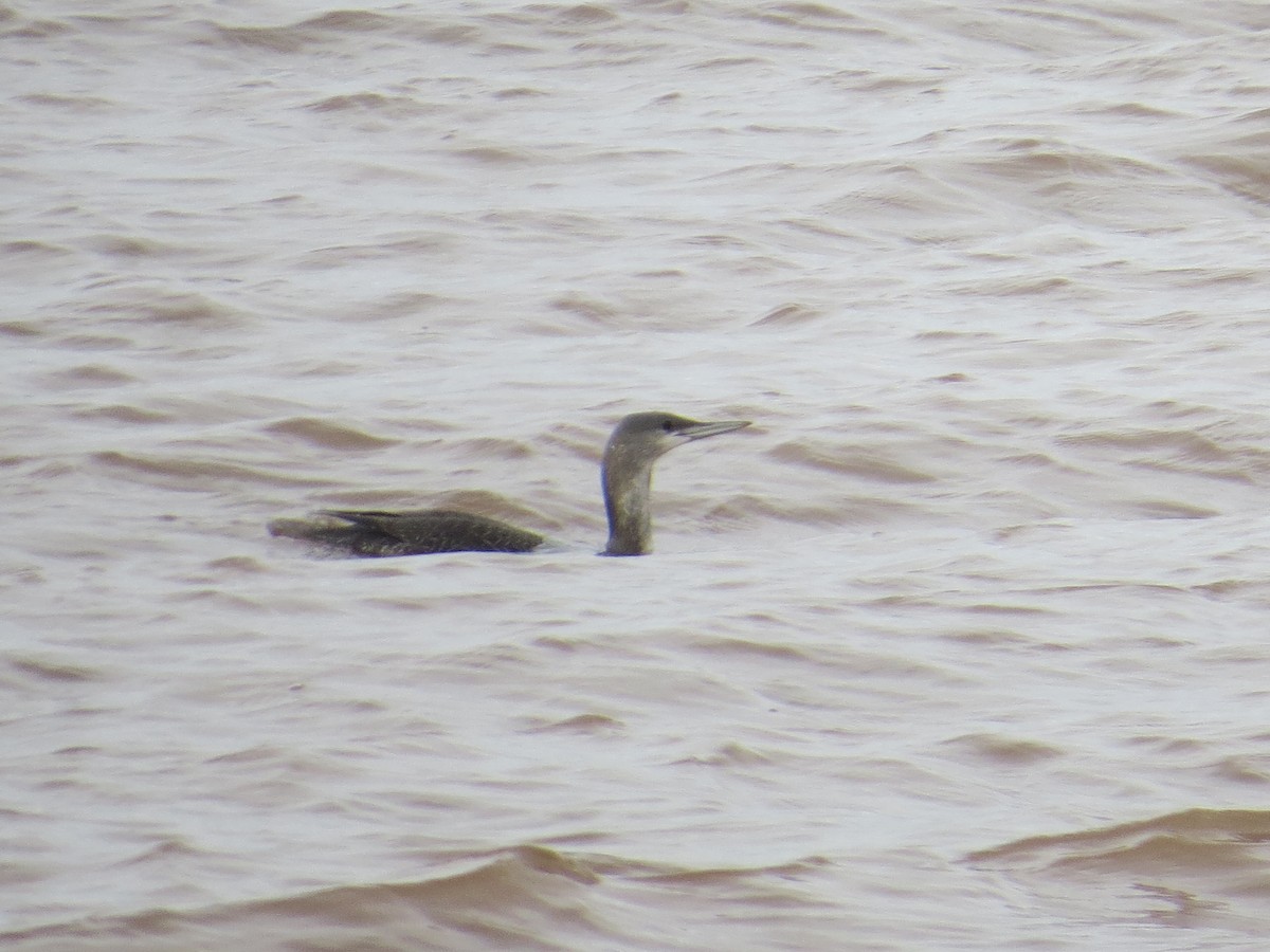 Red-throated Loon - ML645852810
