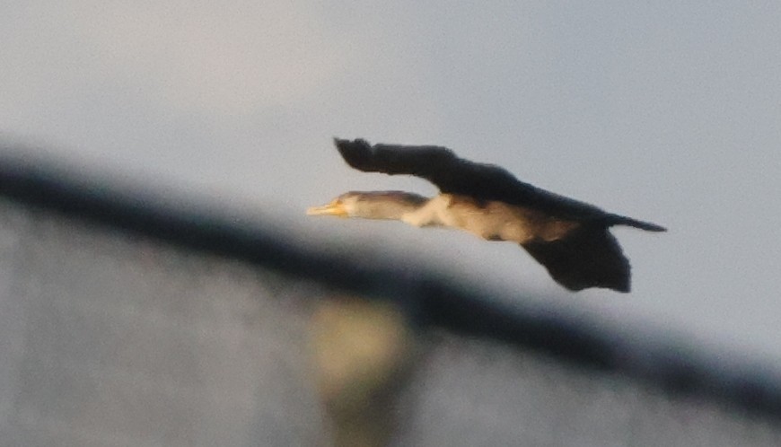 kormorán velký - ML645852817